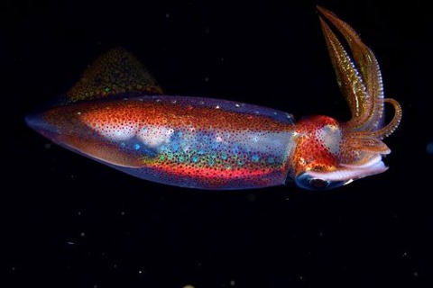 刺激的な水中生物