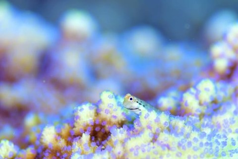 イシガキカエルウオ