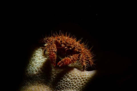 ウミハリネズミ