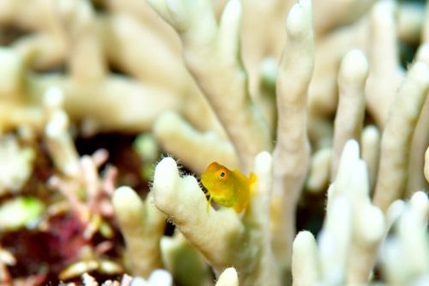 インドカエルウオ