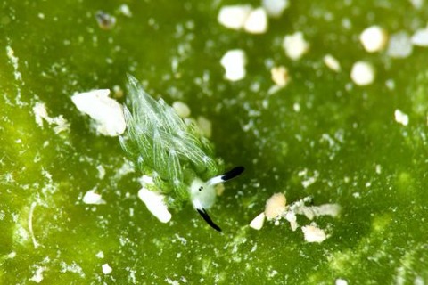 ウサギモウミウシ