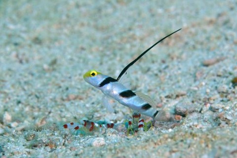 ヒレナガネジリンボウ