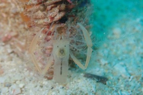 ミクロプロステマ・プルミコールネ