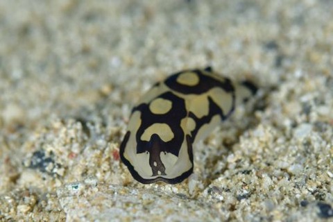 ワモンキセワタ