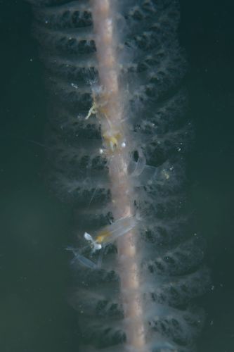 エボシカクレエビ属の1種