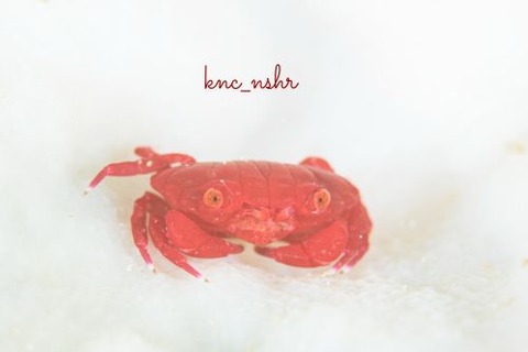 オウギガニ科の1種