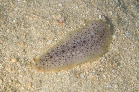 ナマコウミウシ