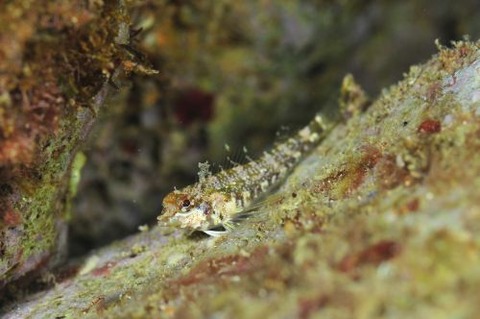 ヘビギンポ科の1種