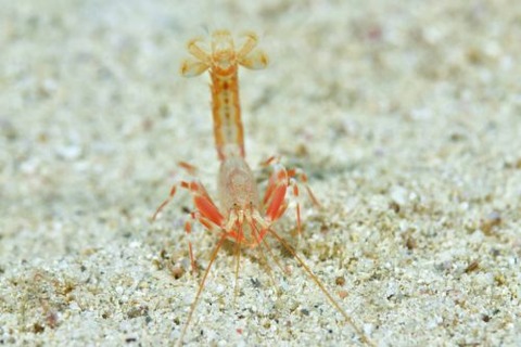 アナエビ科の1種