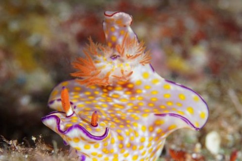 ミナミニシキウミウシ