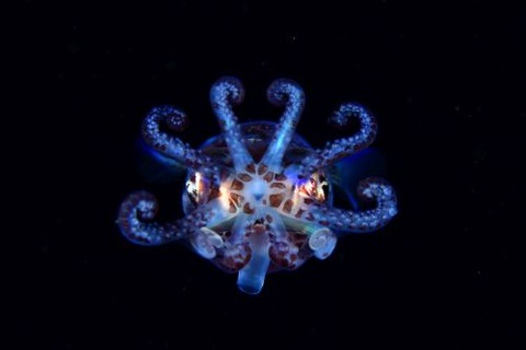 刺激的な水中生物