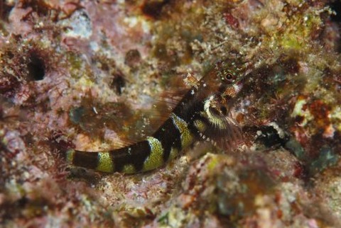 ミツダレヘビギンポ