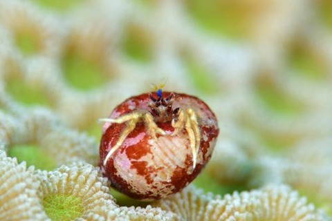 Pseudopaguristes monoporus