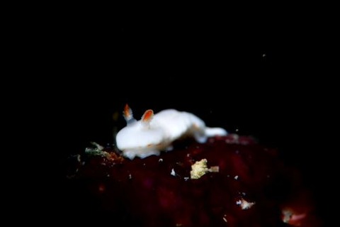 シロウサギウミウシ