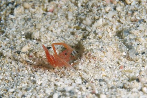 スベスベオトヒメエビ属の1種