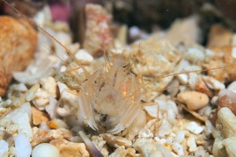 サンゴヒメエビ