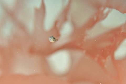 ハタタテギンポ