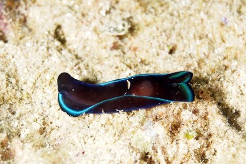 アオフチキセワタ