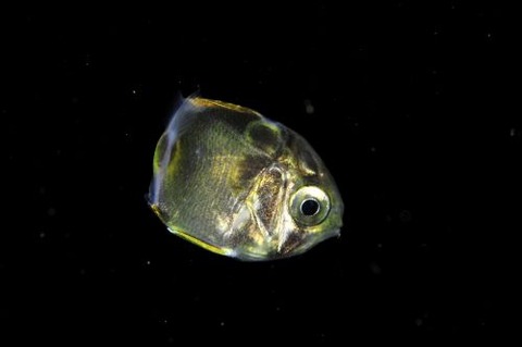 刺激的な水中生物