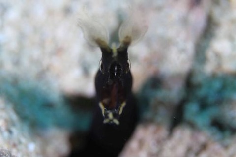 ハナヒゲウツボ