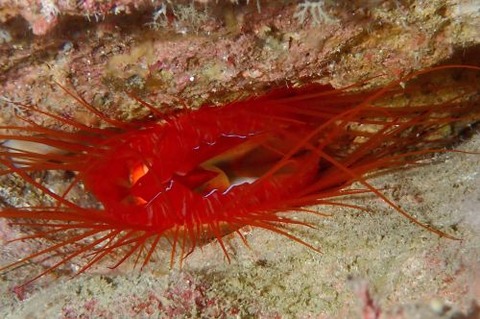 ウコンハネガイ