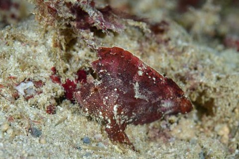 ハダカハオコゼ