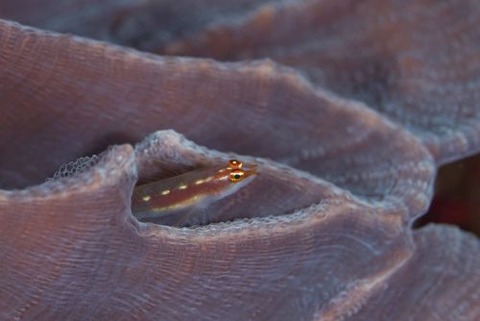 クロスジイソハゼ