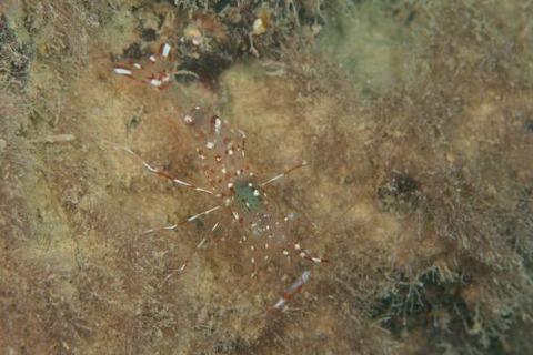 ウロカリデラ・アントンブルニイ