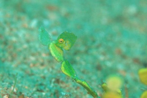 セダカカワハギ