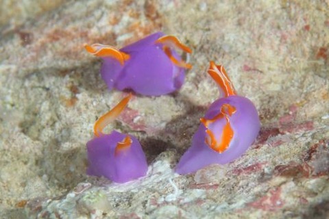 ムラサキウミコチョウ