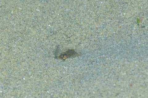 カエルアマダイ属の1種