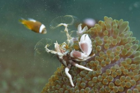 アカホシカニダマシ