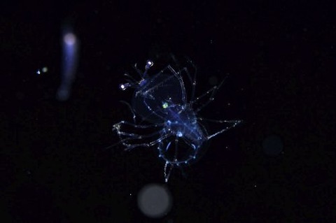 刺激的な水中生物