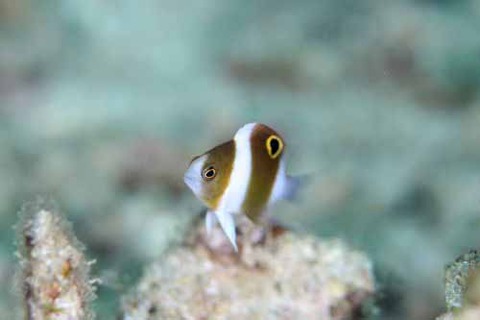 ダンダラスズメダイ