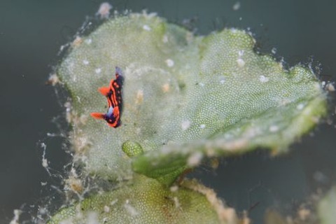 フジタウミウシ科の1種