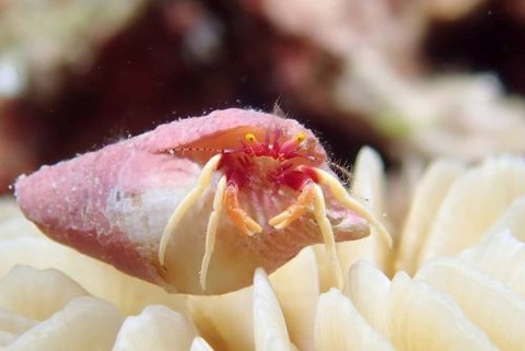 シダラミギキキヨコバサミ