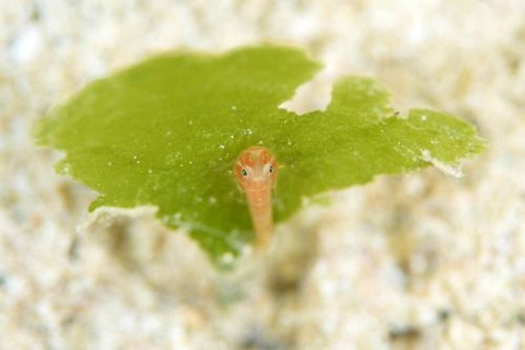 ウミショウブハゼ属の1種