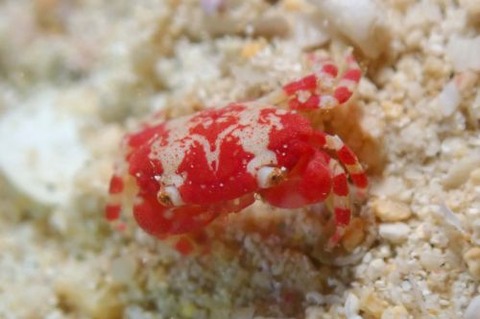 ヒメベニオウギガニ