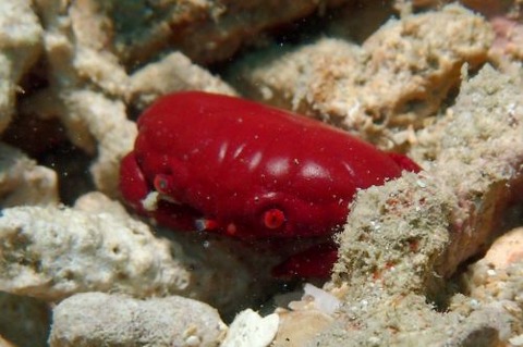 オウギガニ科の1種