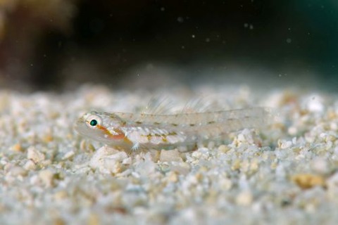 ボンボリイソハゼ