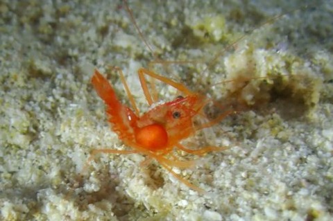 スベスベオトヒメエビ属の1種