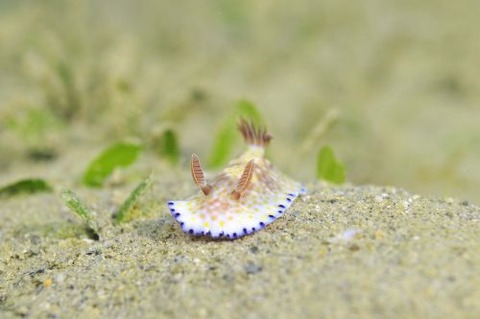 コモンウミウシ