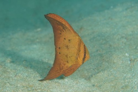 ナンヨウツバメウオ