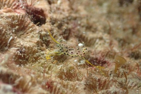 ミカヅキコモンエビ