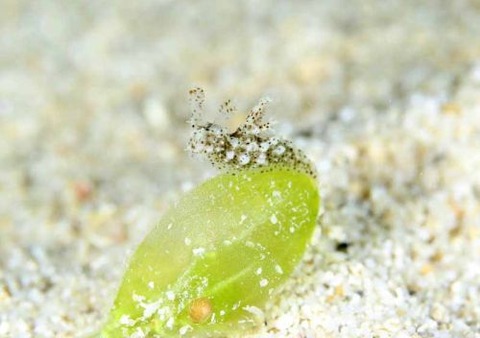 フジタウミウシ科の1種