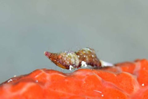 Paralatreutes bicornis