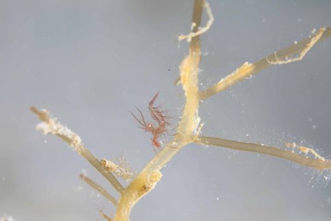 フィコカリス・シムランス