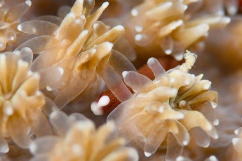 チンヨウジウオ