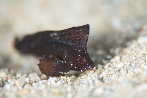 ツマジロオコゼ