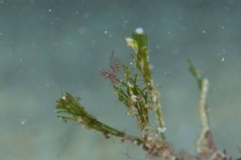 フィコカリス・シムランス